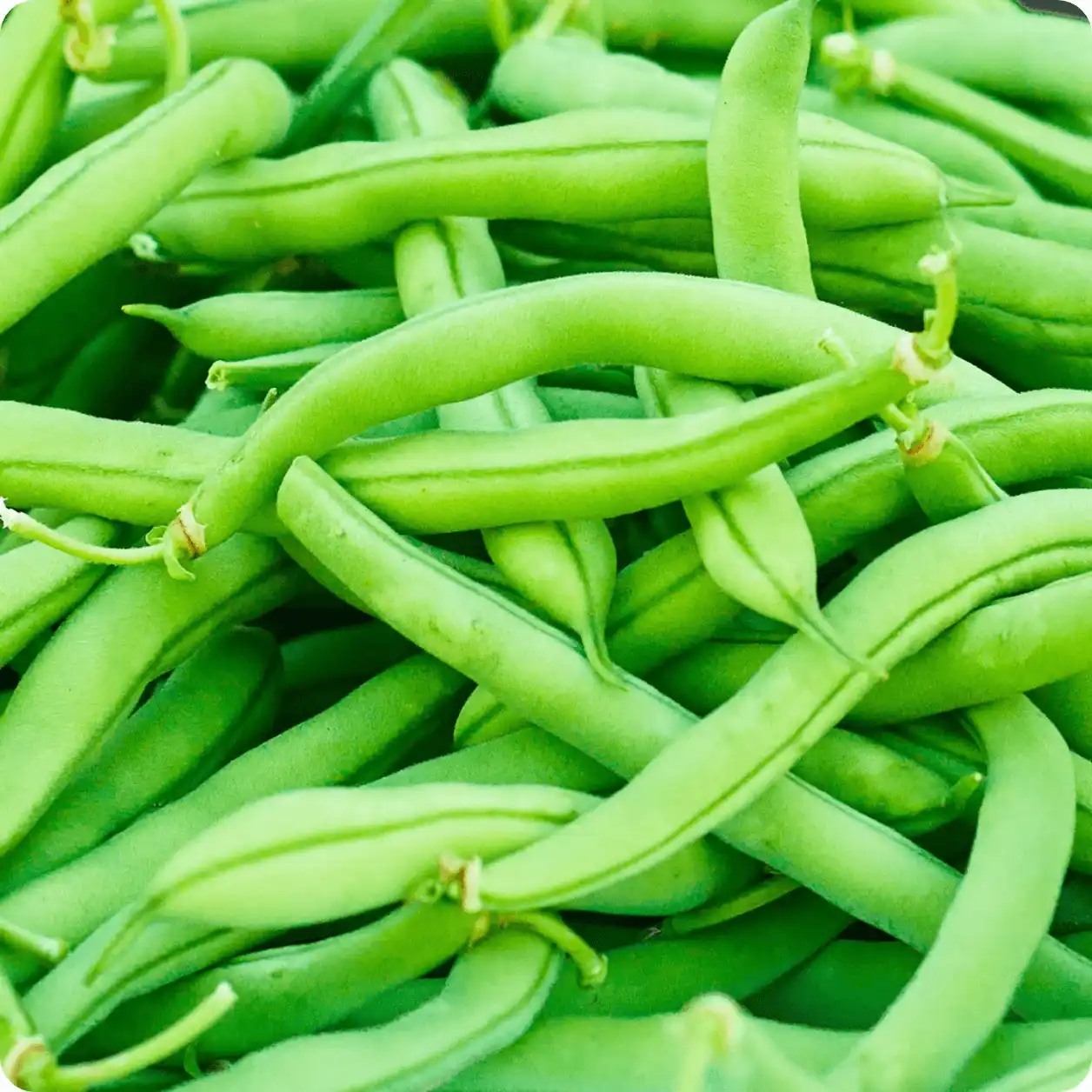 Beans